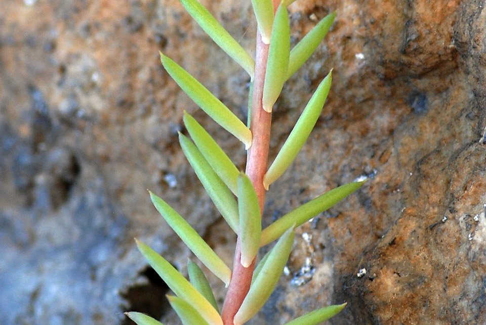 Petrosedum montanum (=Sedum motanum) / Borracina montana